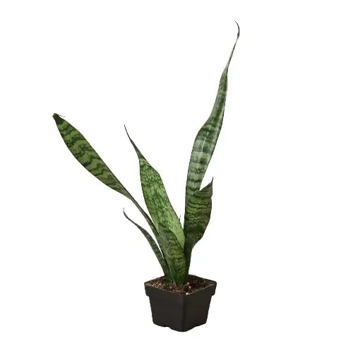 Snake Plant 'Zeylanica'-Snake Plant Zeylanica - Shakefav.com