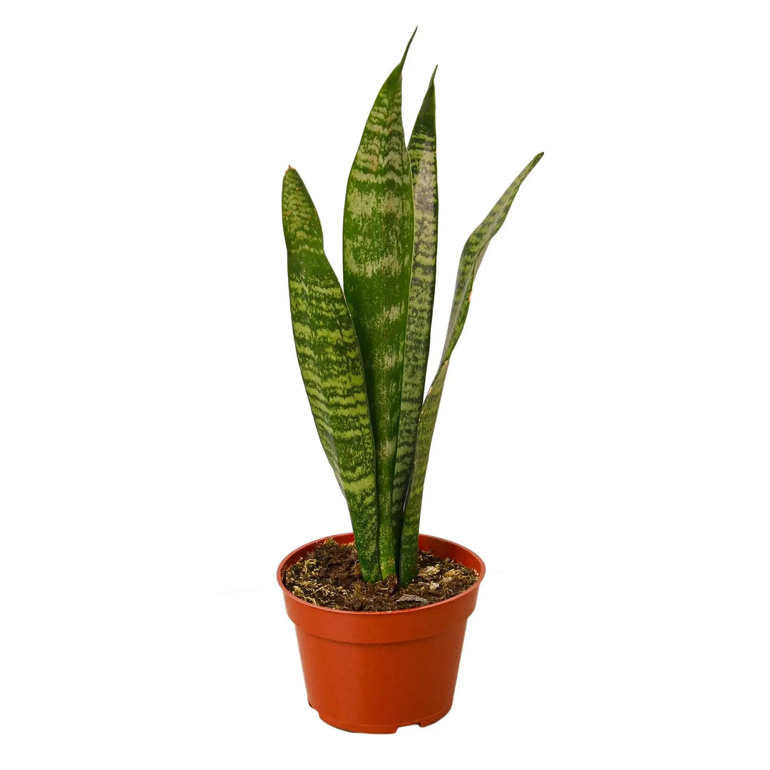 Snake Plant 'Zeylanica'-Snake Plant Zeylanica - Shakefav.com