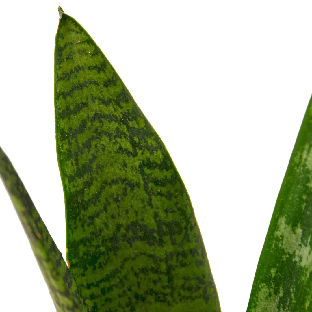 Snake Plant 'Zeylanica'-Snake Plant Zeylanica - Shakefav.com